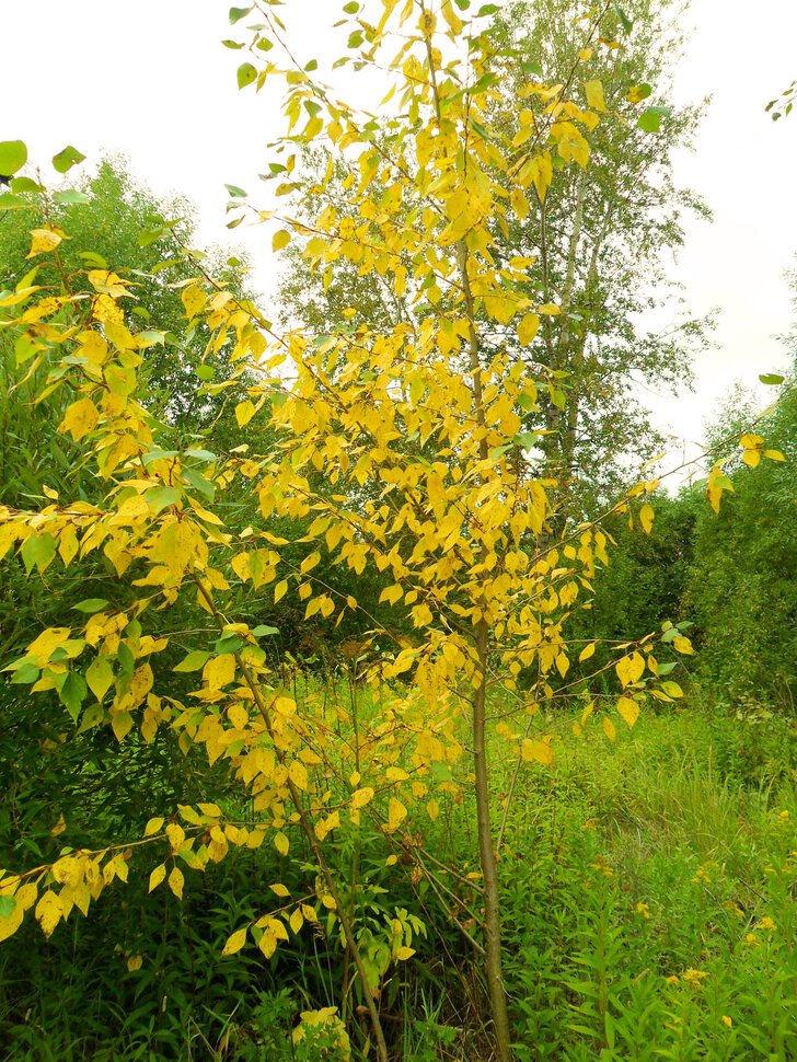 Чеховский,желтеющий лес в августе