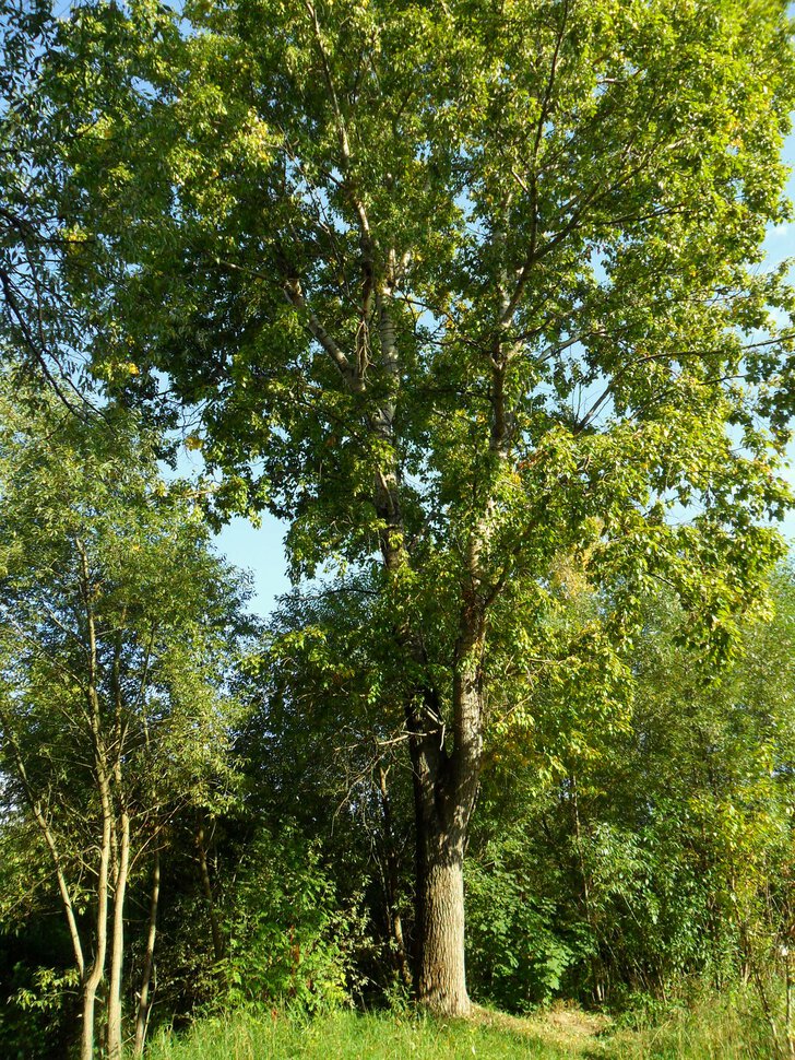 Чеховский,желтеющий лес в августе