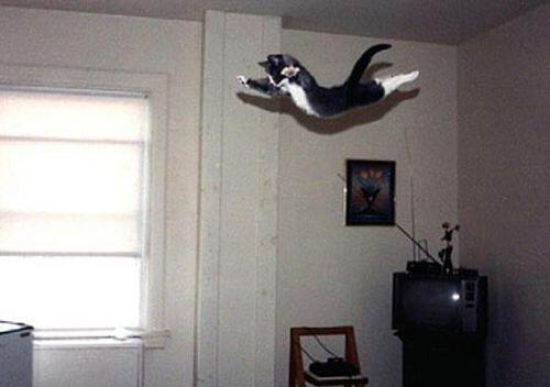Кто сказал, что кошки не умеют летать?