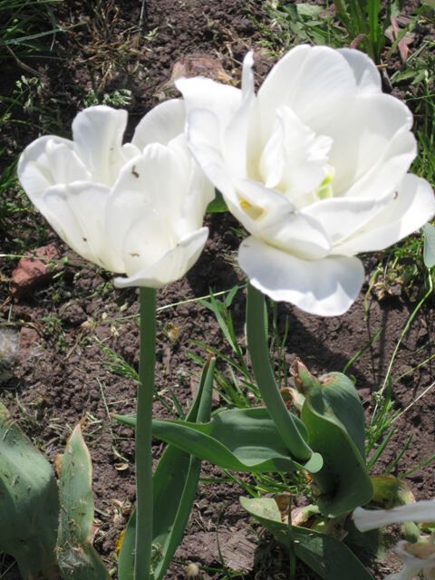 Два белых тюльпана
