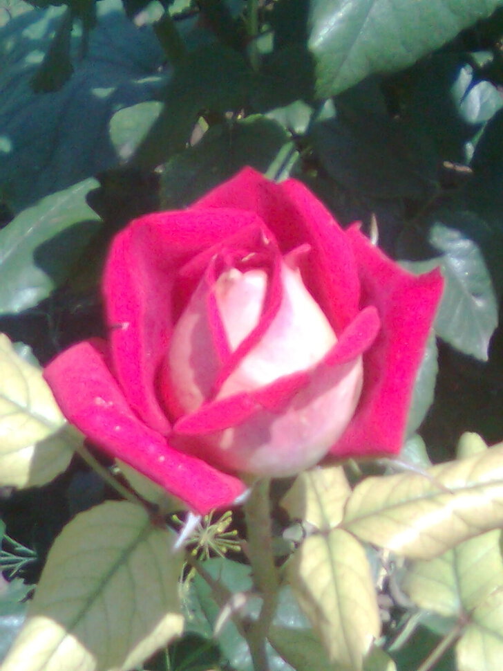 Роза из моего сада
