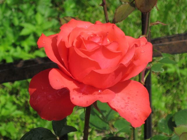 Красная роза - эмблема любви