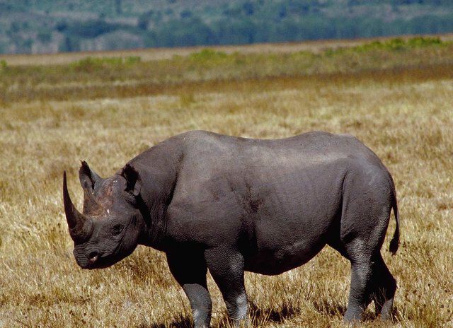 Носорог животные