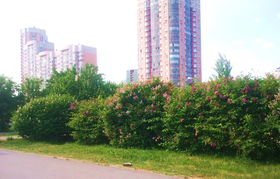 В парке летом