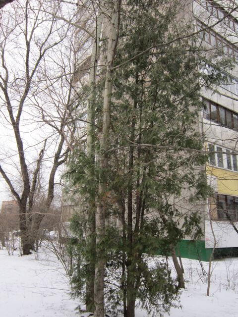 Деревце