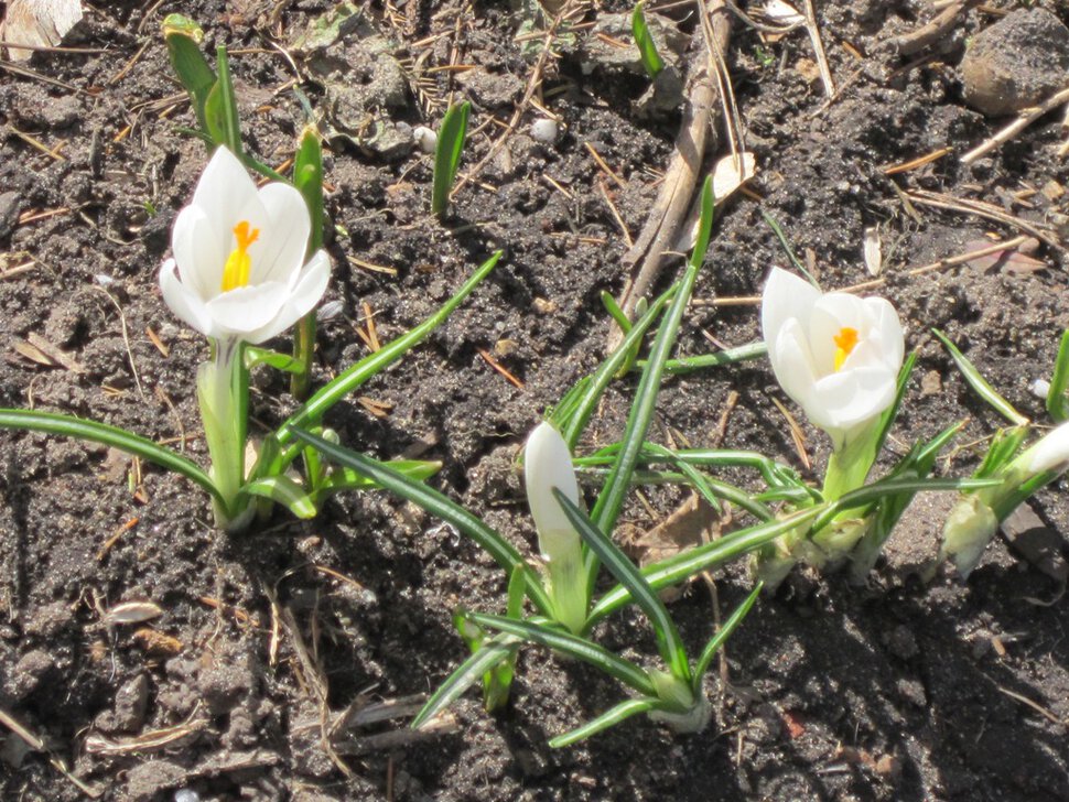 Два белых цветика