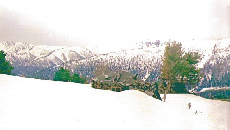 кошара