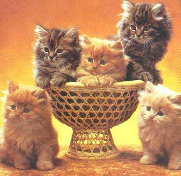 Коты аристократы
