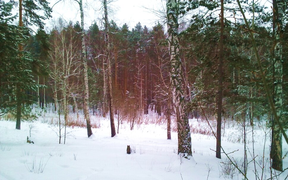 В зимнем полумраке
