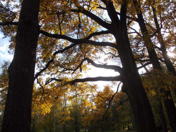 Золотая осень в Пушкине - Старые деревья