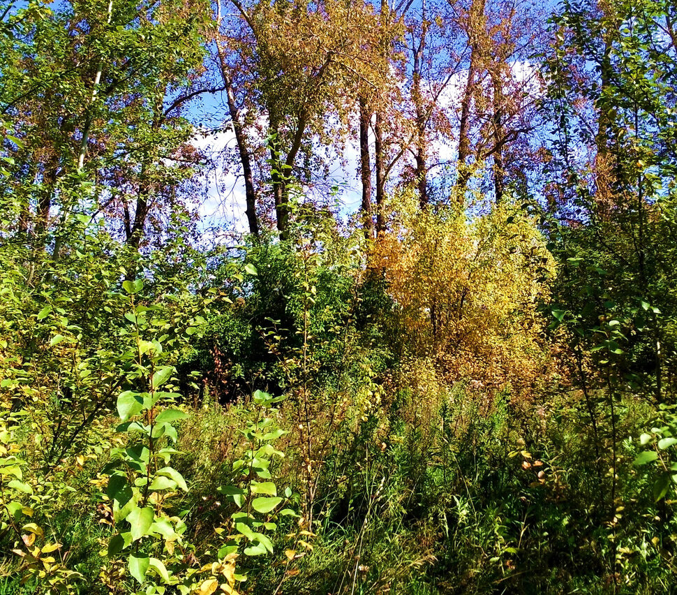 Лес в начале сентября