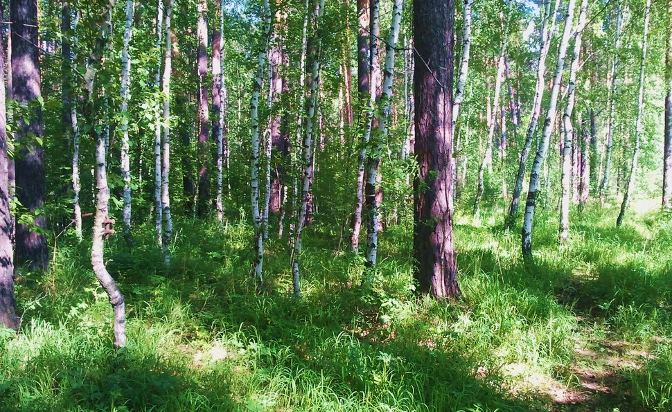 В светлом лесочке