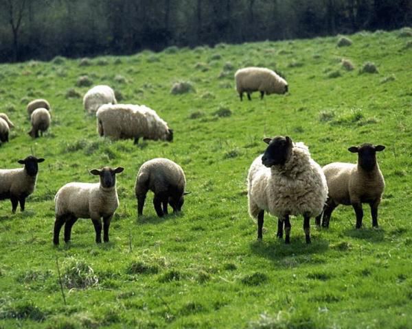 Отара овец
