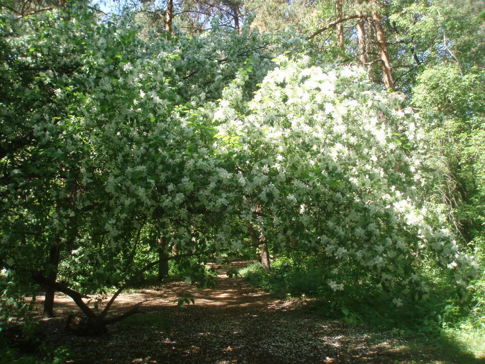 Шоу невест, лесные красавицы