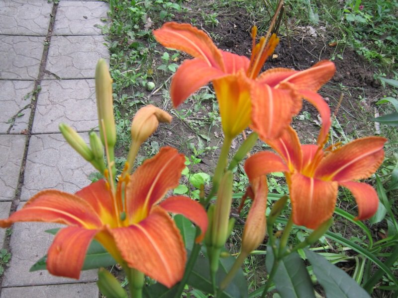 Три оранжевых цветка