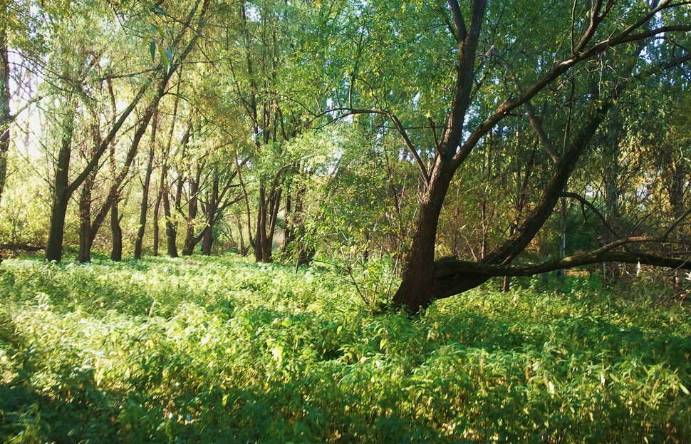 В уютном лесочке