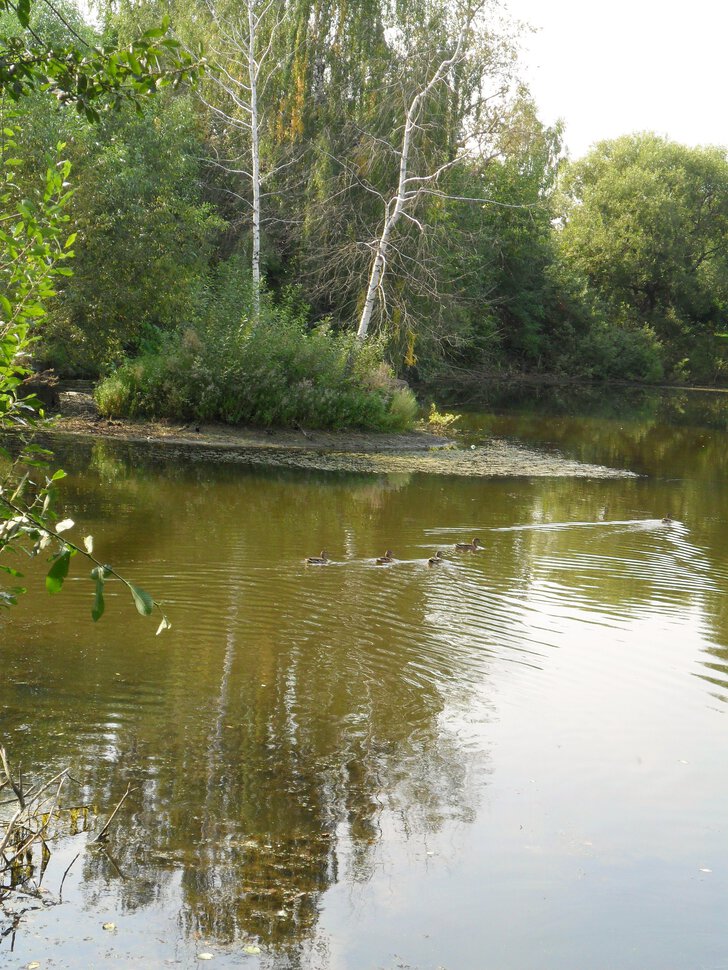Пёстрая Кряква в летне-осеннем пруду