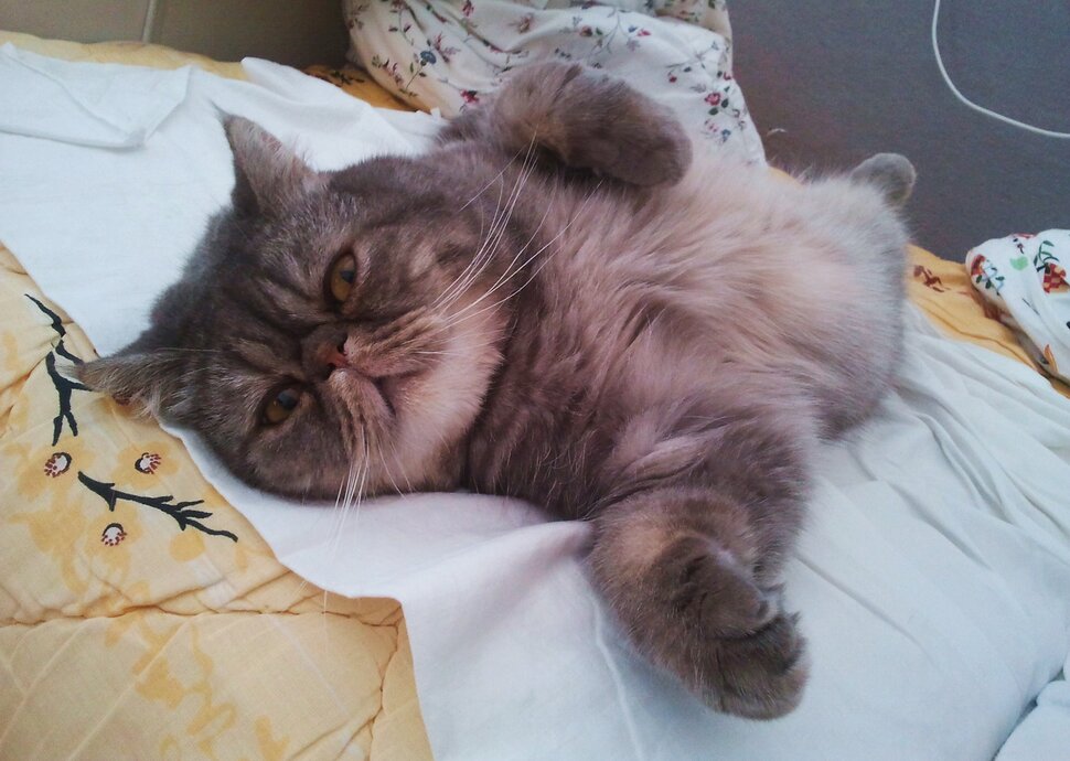 Про кота