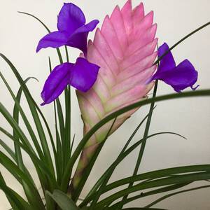 Светлячок и Косичка-Анита. Сказки Августа - Фото Дом Солнца