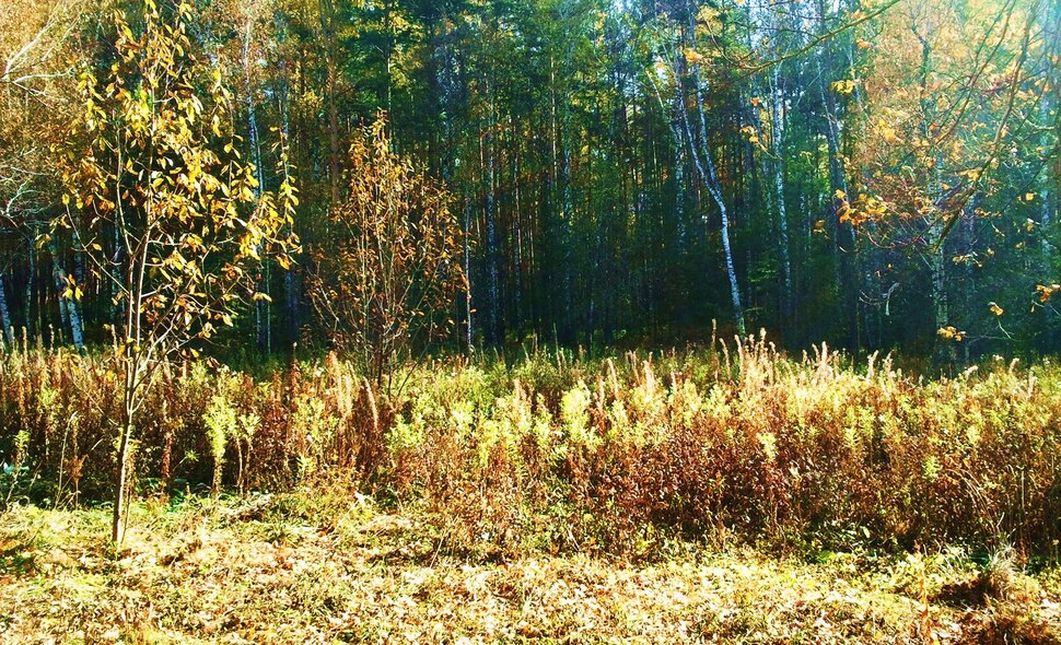 В осенних дебрях