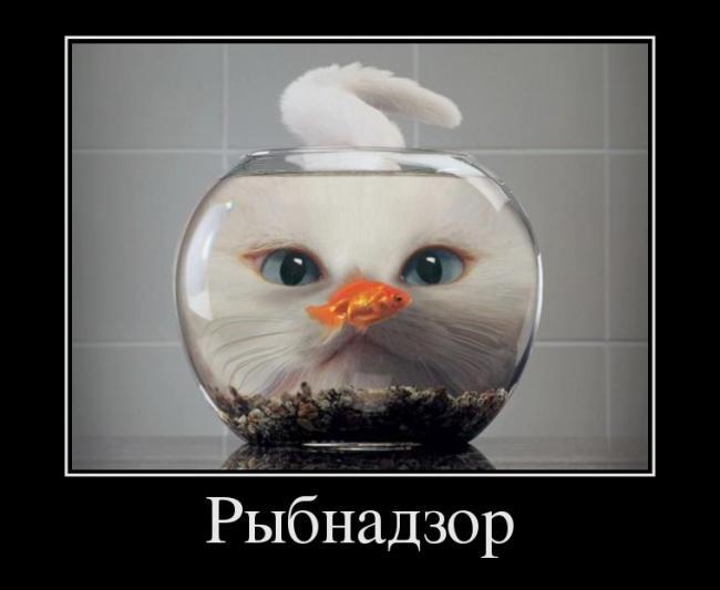 Кот и рыба