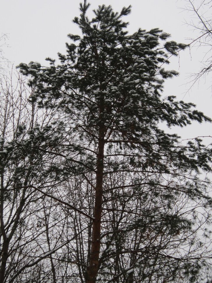 Сосна в снегу