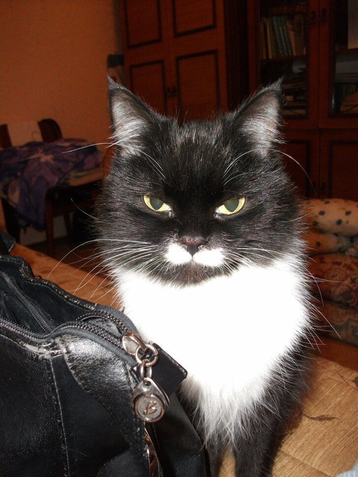 Состоятельная коша