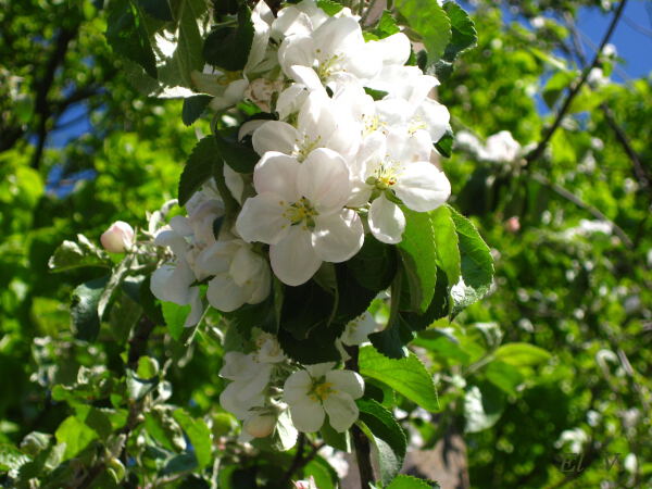 Яблоневый сад, май 2008 г.