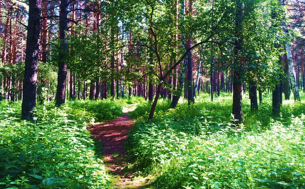 По лесной тропинке