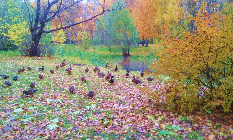 В лесу в сумрачном октябре