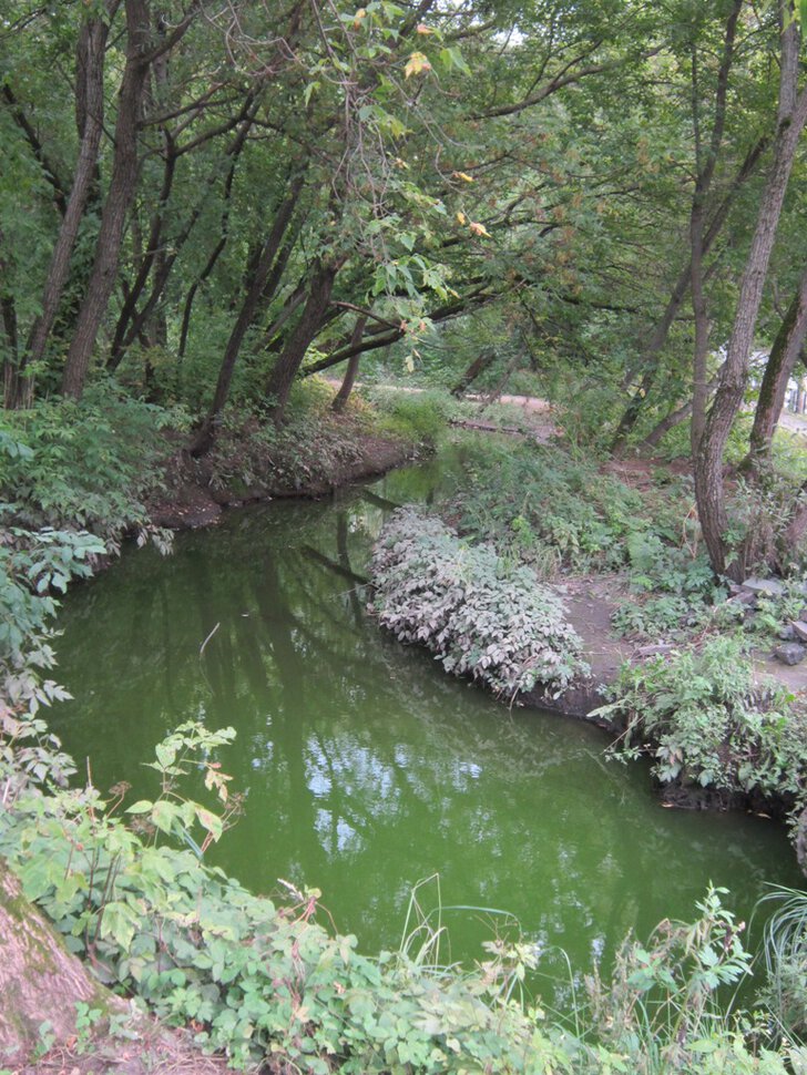 Зелёная вода