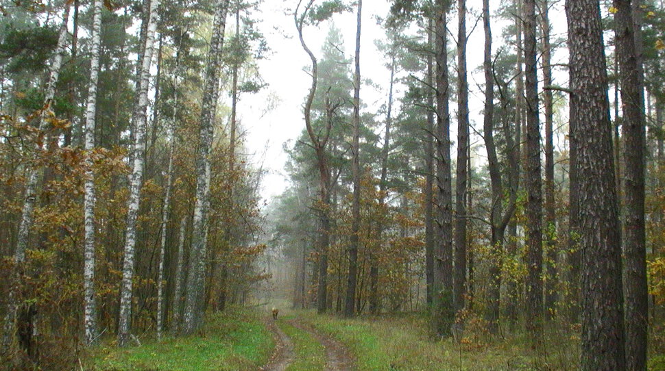 Лесные прогулки