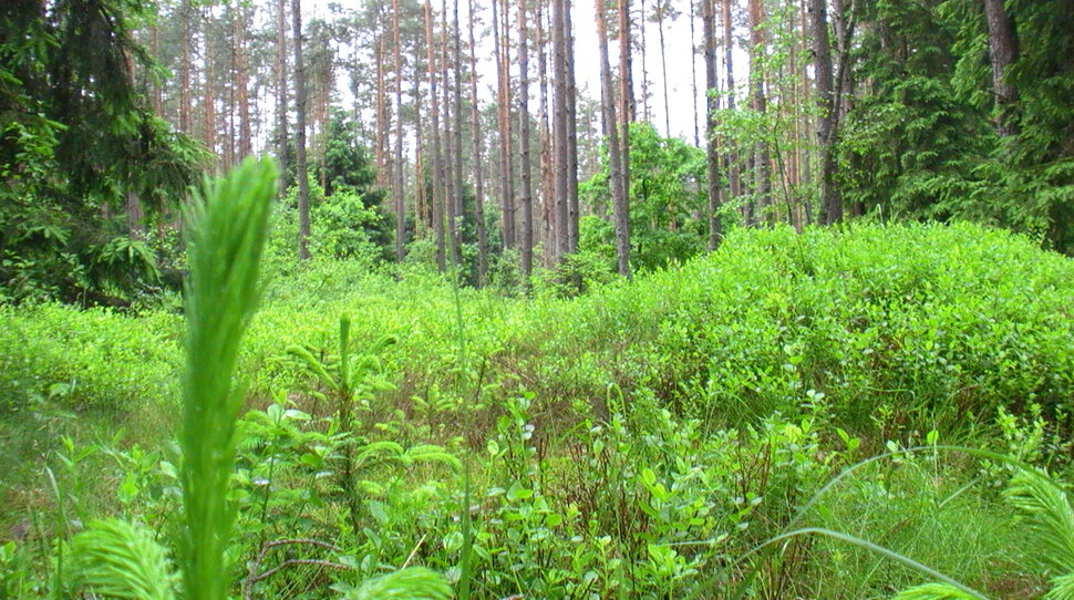 Молодо-зелено