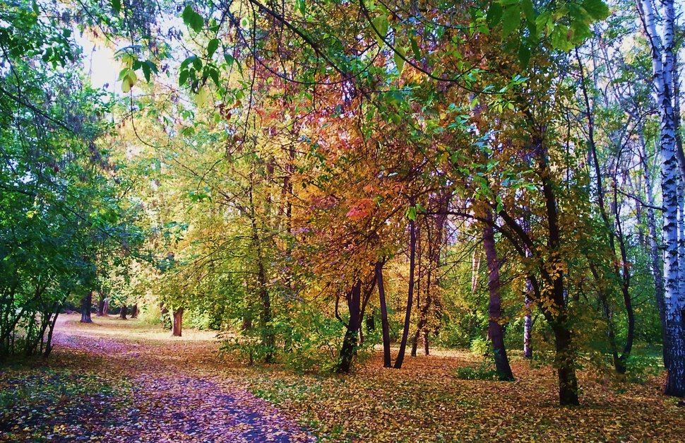 Осенними дорожками