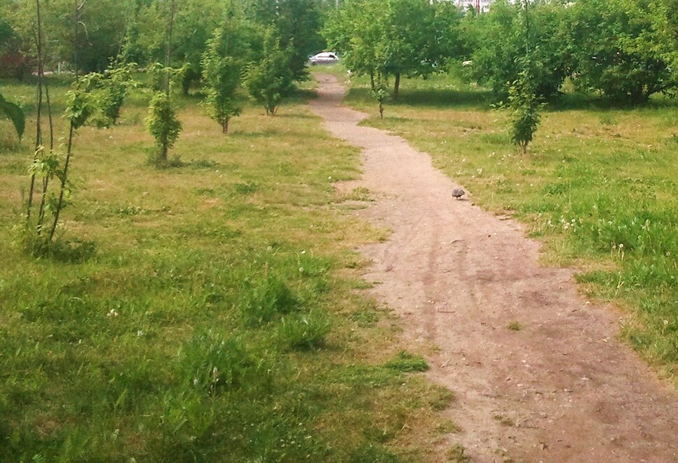 По тропинке