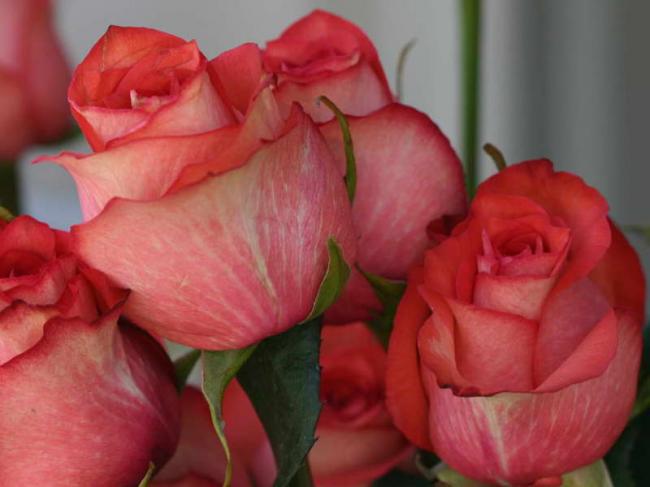 Фотография розовых роз