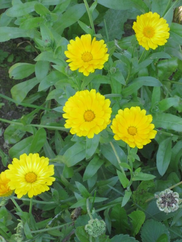 Пять жёлтеньких цветочков