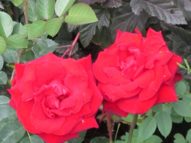 Две розы красных-красных - это любовь!