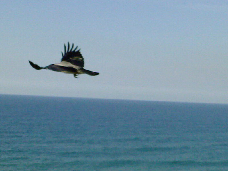 Ворона над морем