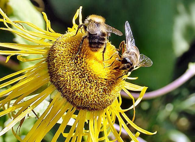 Купить пчел на озоне