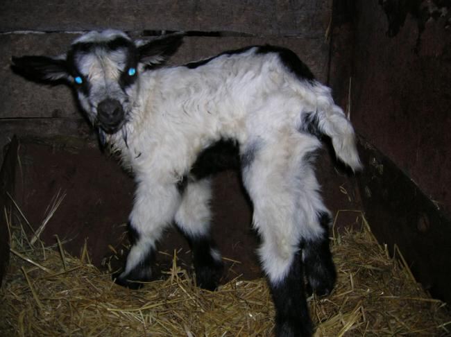 Новорожденный козленок