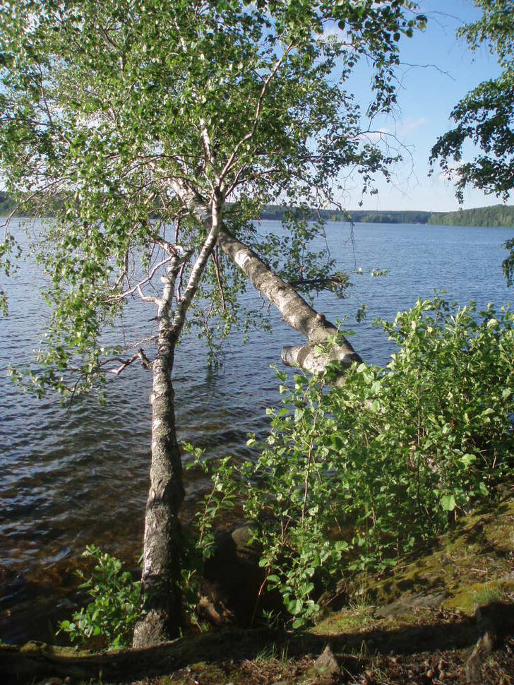 Берёзки над водой