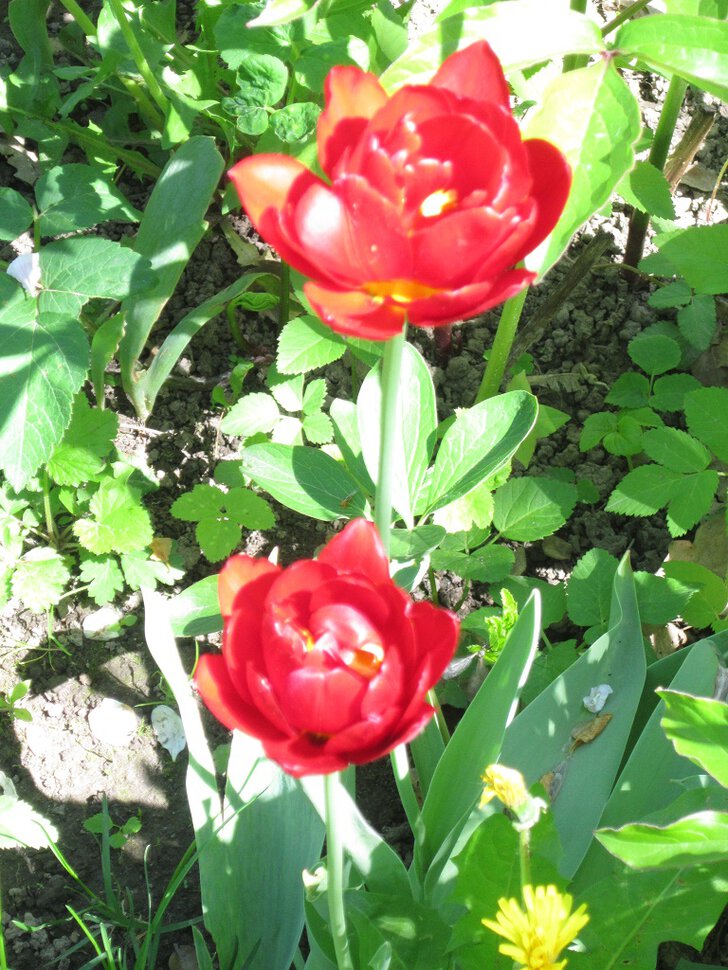 Два цветочка аленьких