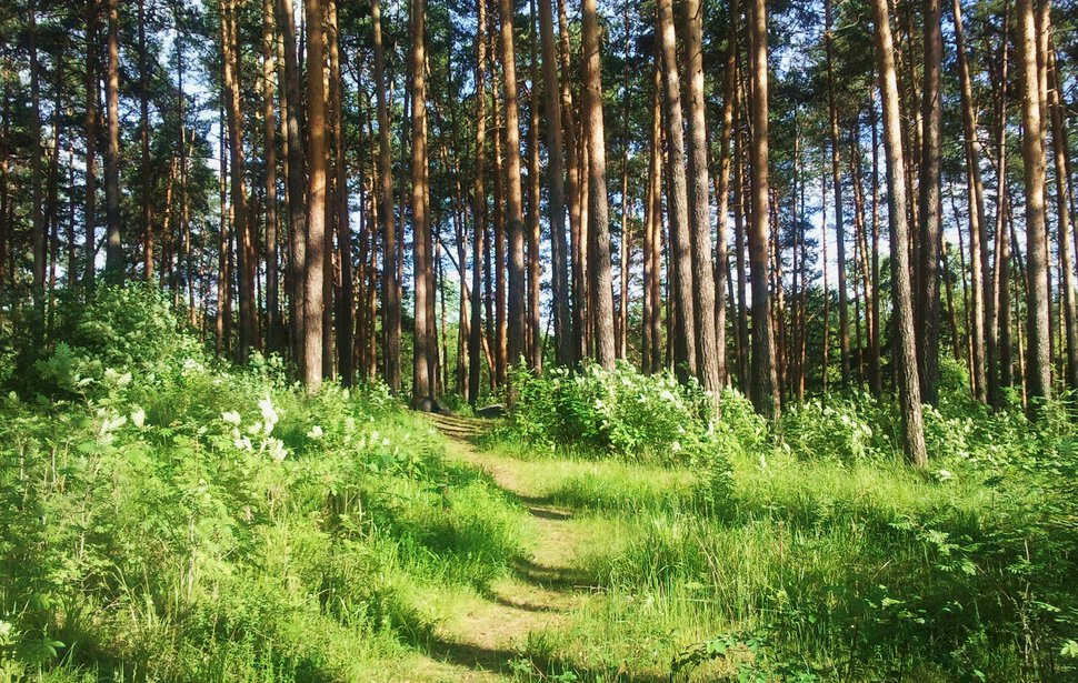 По лесным дорожкам