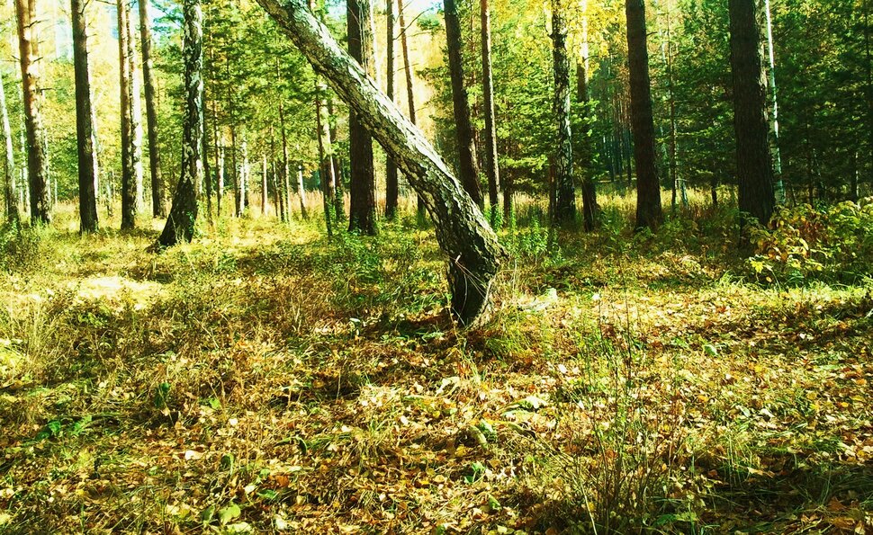 В лесу в октябре