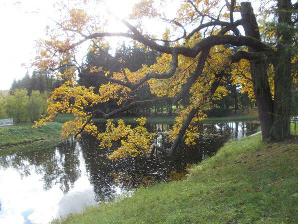 Золотая осень в Пушкине - Дерево над водой