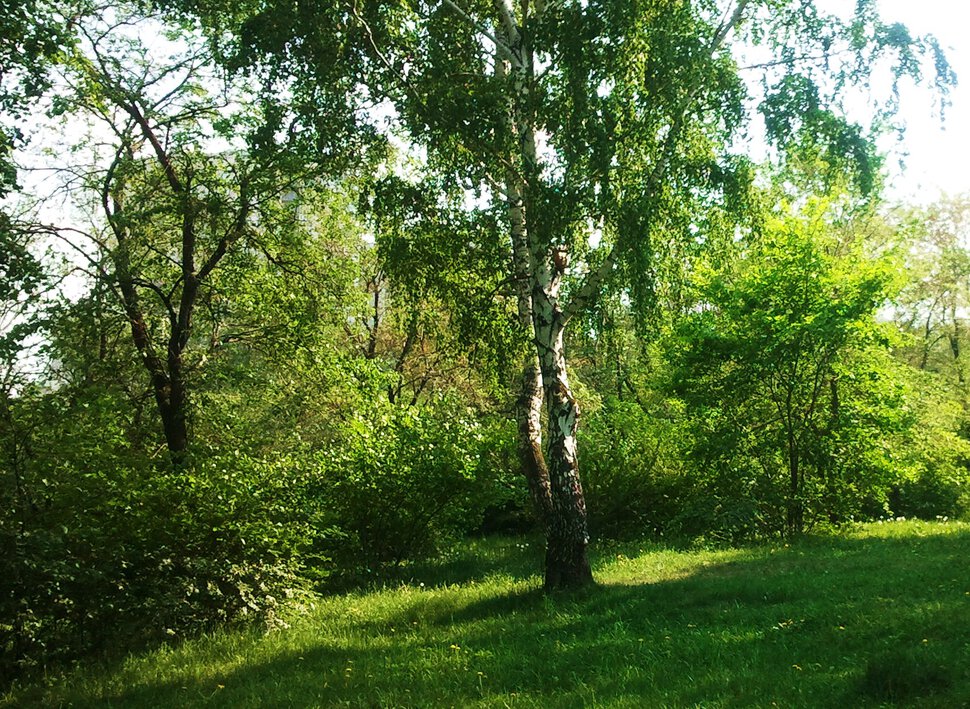 На склоне горки в мае