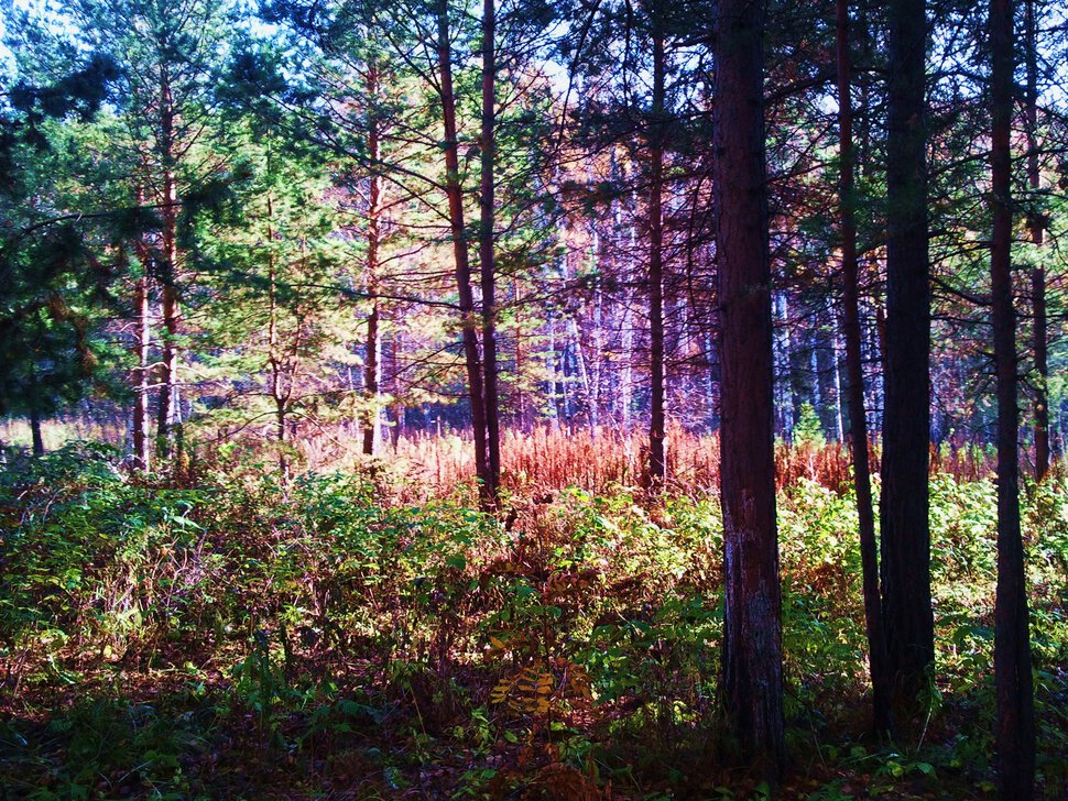 Призрачный лес