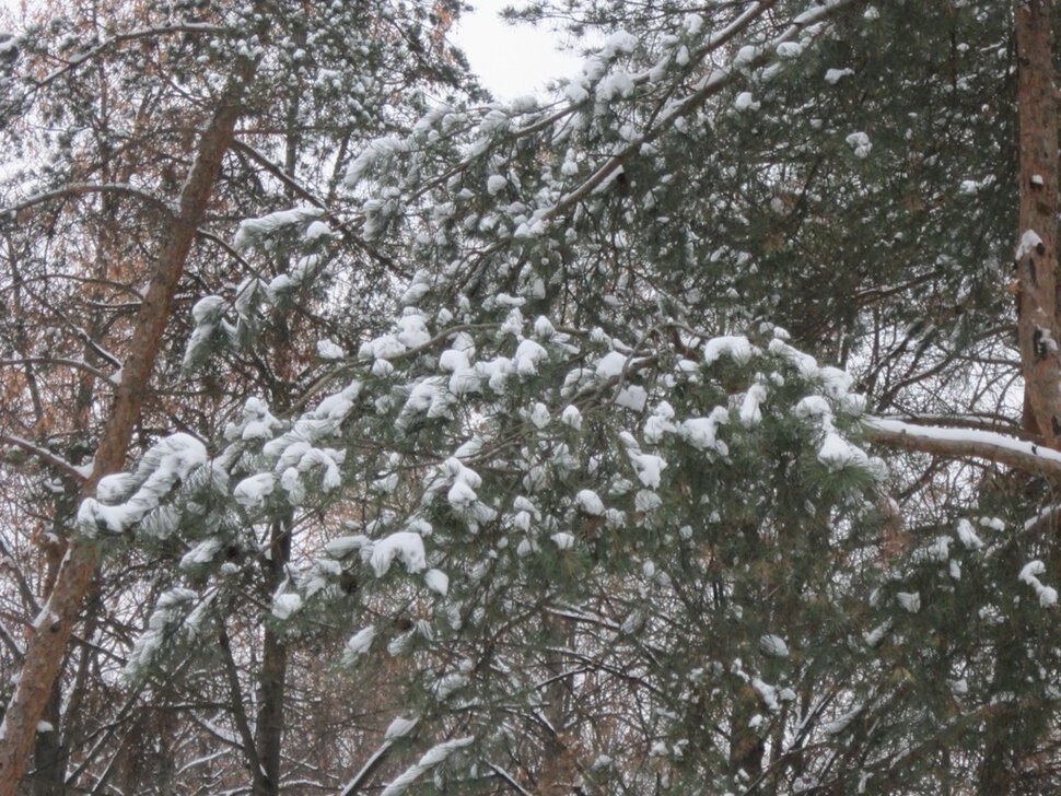 Сосновые ветви в снегу