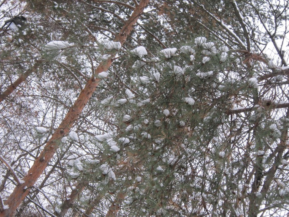 Сосновые ветви в снегу